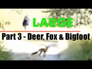 deer fox bigfoot video series part 3