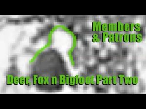 deer fox bigfoot video series part 2
