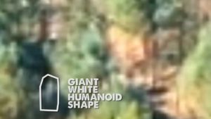 Gigantic White Humanoid Rips Tree Out Of The Ground (What is THIS???!!!)