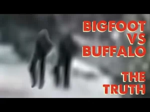 Four massive Forest Giants following a herd of buffalo through Yellowstone ... or some incredibly brave hikers wearing black head-to-toe? Have a look.